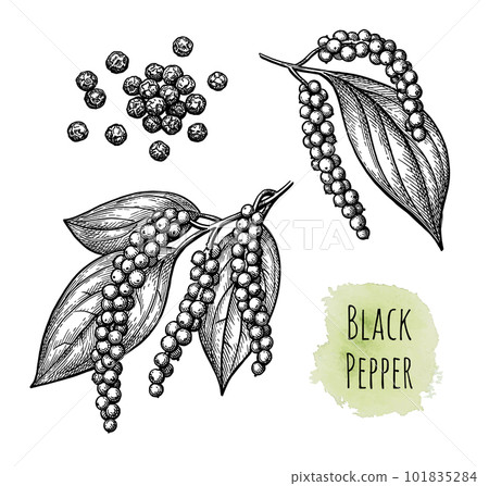 Black pepper and peppercorns. 101835284