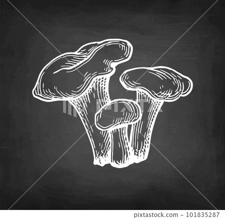 Chanterelles mushroom chalk sketch. Chanterelles mushroom chalk sketch. 101835287