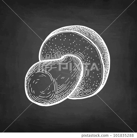 Penny bun mushroom chalk sketch. Penny bun mushroom chalk sketch. 101835288