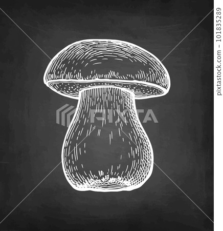 Penny bun mushroom chalk sketch. 101835289