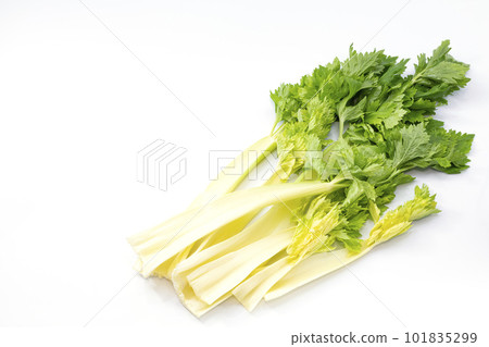 celery in white background 101835299