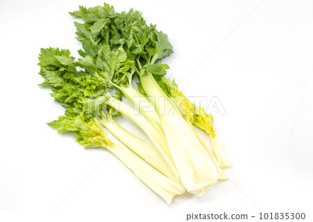 celery in white background 101835300