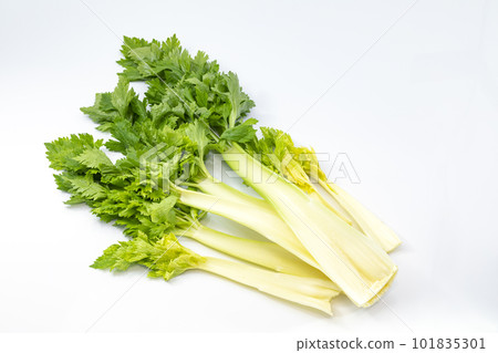 celery in white background celery in white background 101835301