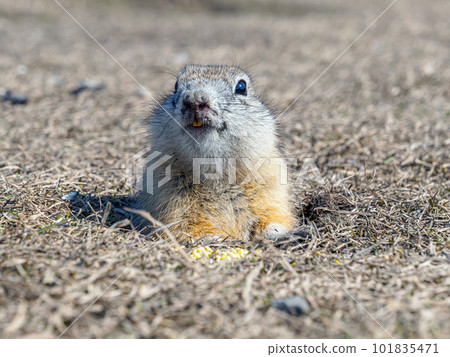 Gopher is leaned out of its hole on a lawn and looking at the camera. Close-up portrait of a rodent. Gopher is leaned out of its hole on a lawn and looking at the camera. Close-up portrait of a rodent. 101835471