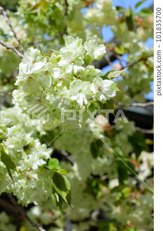 Gyoi Kizakura in full bloom - 3:2 version Gyoi Kizakura in full bloom - 3:2 version 101835700