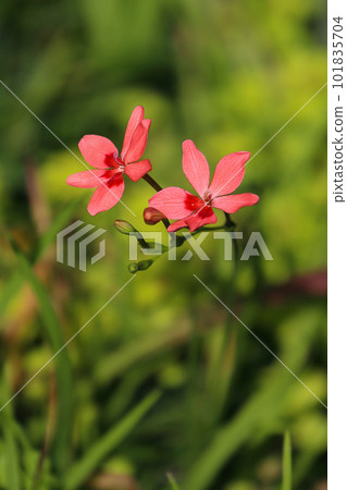 pretty orange flower pretty orange flower 101835704
