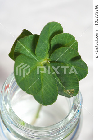 幸運的八葉草 幸運的八葉草 101835866