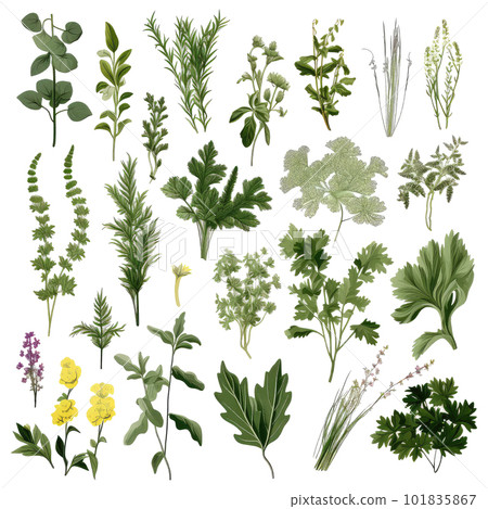 Big icon set of popular culinary herbs. realistic style. Big icon set of popular culinary herbs. realistic style. 101835867
