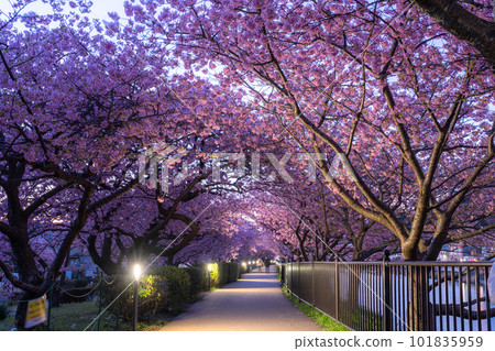 《Shizuoka Prefecture》Kawazu-cho, the dawn of Kawazu cherry blossoms in full bloom 《Shizuoka Prefecture》Kawazu-cho, the dawn of Kawazu cherry blossoms in full bloom 101835959