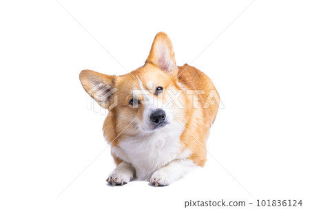 welsh corgi pembroke isolated welsh corgi pembroke isolated 101836124