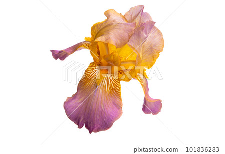 iris flower isolated 101836283
