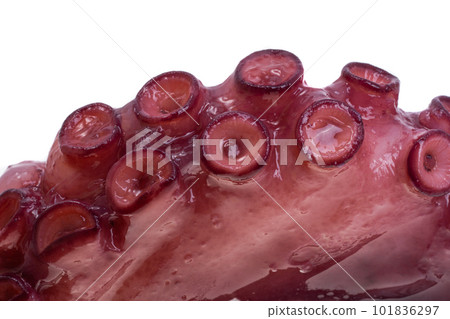 octopus tentacles isolated octopus tentacles isolated 101836297