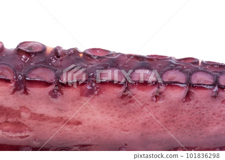 octopus tentacles isolated 101836298