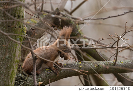 squirrel on a tree with a nut squirrel on a tree with a nut 101836548