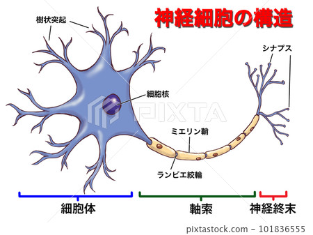 神經細胞(神經元)結構圖_帶字母 神經細胞(神經元)結構圖_帶字母 101836555