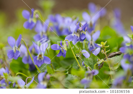 beautiful violets growing in a meadow in spring beautiful violets growing in a meadow in spring 101836556