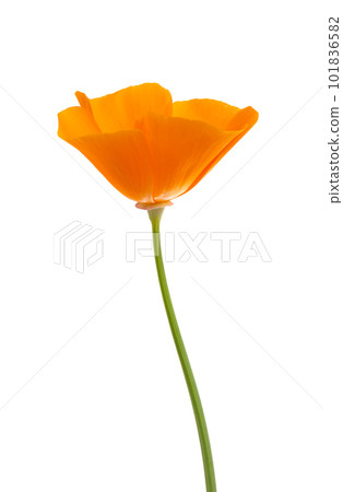 orange poppy isolated 101836582