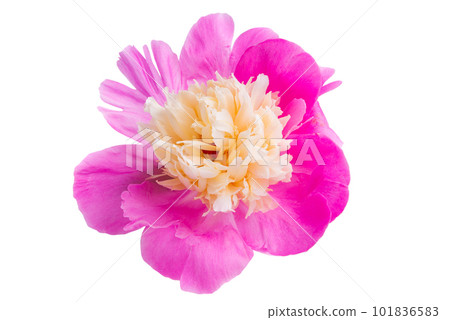 beautiful peony flower isolated 101836583