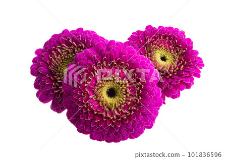 gerbera flower isolated gerbera flower isolated 101836596