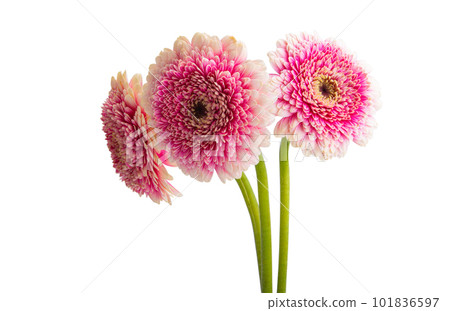 gerbera flower isolated gerbera flower isolated 101836597