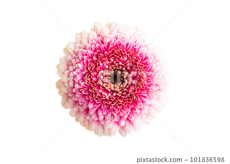 gerbera flower isolated gerbera flower isolated 101836598