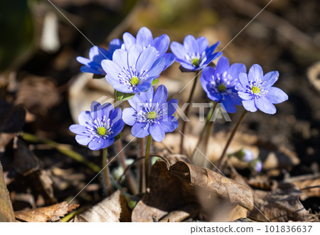Hepatica Nobilis - first Spring flower growing in the forest Hepatica Nobilis - first Spring flower growing in the forest 101836637