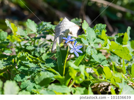 spring primroses in the forest in spring spring primroses in the forest in spring 101836639