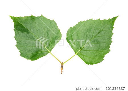 Young bright green Birch leaves branch closeup isolated 101836887