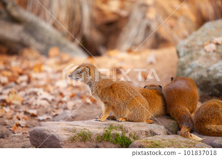 Yellow Mongooses sitting and looking around in zoo Yellow Mongooses sitting and looking around in zoo 101837018