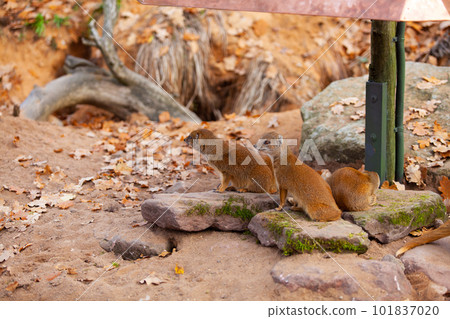 Yellow Mongooses sitting and looking around in zoo 101837020