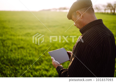 Owner farm using touch pad for check wheat quality in the field. Agronomist standing in wheat field. 101837093