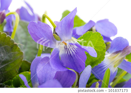 forest violet isolated forest violet isolated 101837173