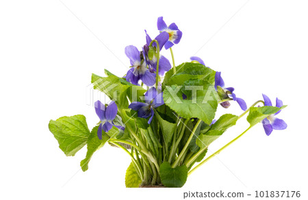 forest violet isolated 101837176