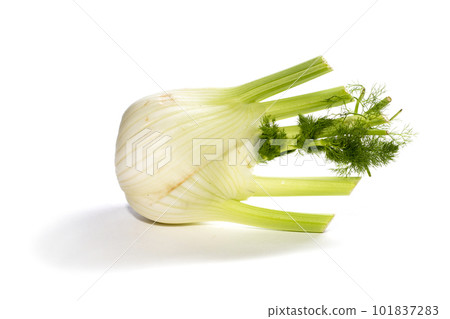 Fennel root with shoots on a white background 101837283
