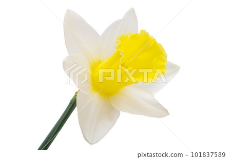 flowers narcissus isolated 101837589