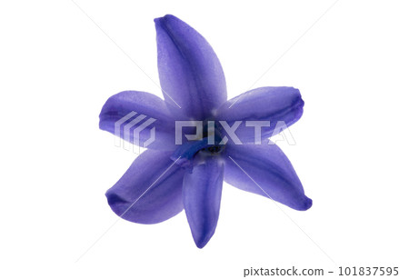 hyacinth flower isolated hyacinth flower isolated 101837595