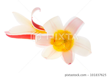 tulip flower isolated 101837625