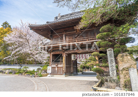 [No.1 Fudasho]櫻花盛開的神山寺廟的Niomon門[四國88處] 101837846