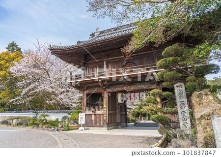 [No.1 Fudasho]櫻花盛開的神山寺廟的Niomon門[四國88處] 101837847