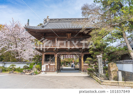 [No.1 Fudasho]櫻花盛開的神山寺廟的Niomon門[四國88處] 101837849