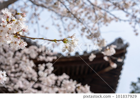 [No.1 Fudasho]靈山寺的櫻花[四國88寺院] 101837929