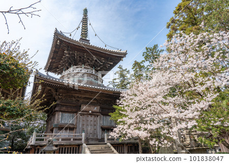 [No.1 Fudasho]櫻花盛開的靈善寺多寶塔[四國八十八寺] 101838047