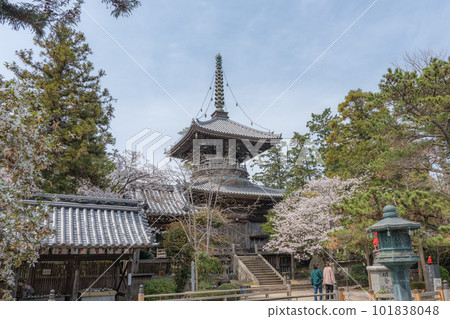 [No. 1 Fudasho] Tahoto Pagoda of Reizenji Temple with Cherry Blossoms [Shikoku Eighty-eight Temples] 101838048