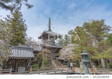 [No. 1 Fudasho] Tahoto Pagoda of Reizenji Temple with Cherry Blossoms [Shikoku Eighty-eight Temples] 101838049