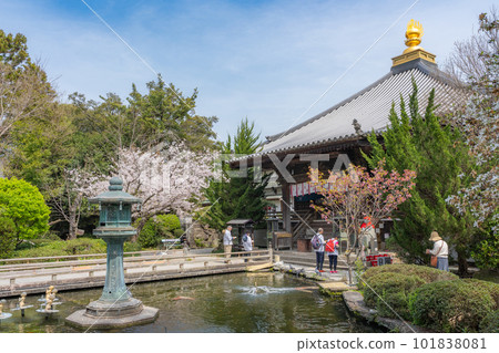 [No. 1 Fudasho] Daishido, a sacred mountain temple in which cherry blossoms bloom [Shikoku 88 temples] 101838081