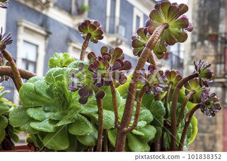 beautiful succulent  101838352