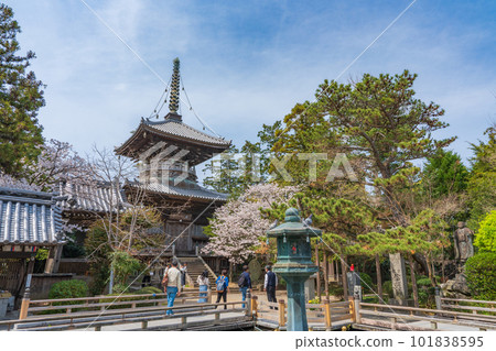 [No. 1 Fudasho] Tahoto Pagoda of Reizenji Temple with Cherry Blossoms [Shikoku Eighty-eight Temples] 101838595