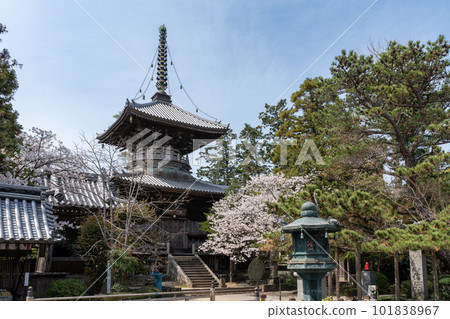 [No.1 Fudasho]櫻花盛開的靈善寺多寶塔[四國八十八寺] 101838967