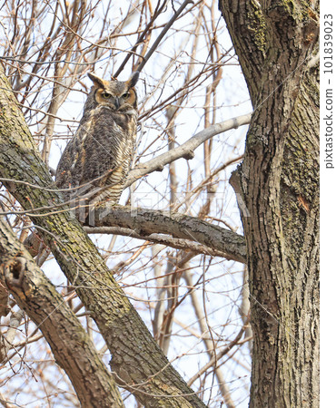 Great-horned Owl perched on a tree branch in the forest, Quebec, Canada Great-horned Owl perched on a tree branch in the forest, Quebec, Canada 101839023