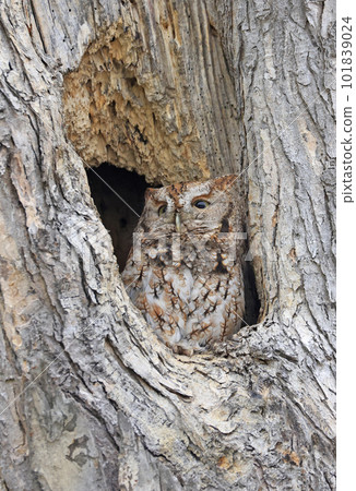 Eastern Screech-Owl sitting in a tree gouge, Canada Eastern Screech-Owl sitting in a tree gouge, Canada 101839024
